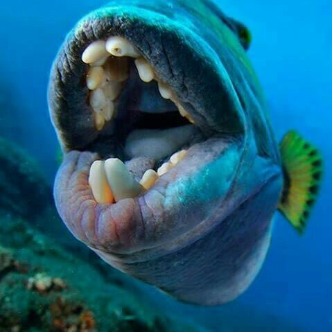 Фото из открытых источников