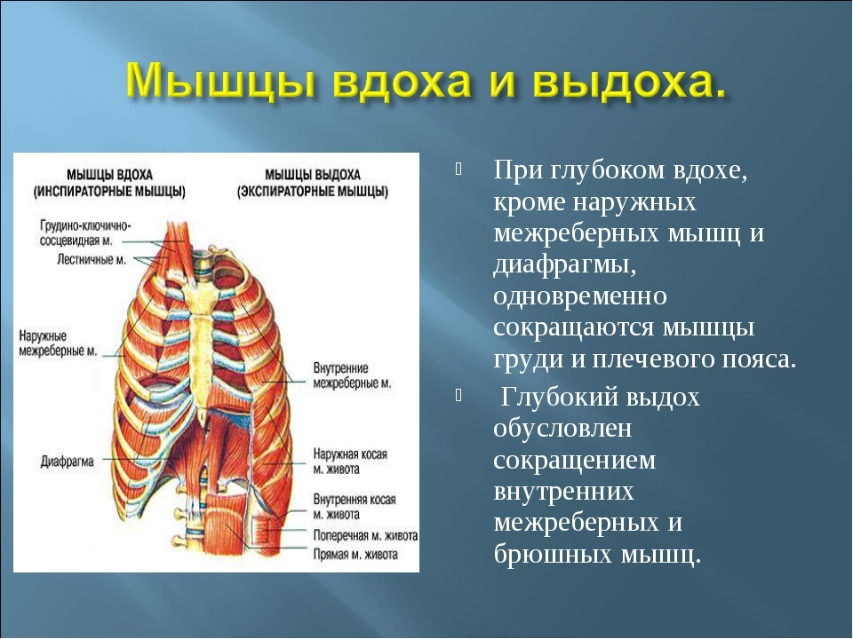 При вдохе отдает в левую. Наружные межреберные мышцы вдох и выдох. Наружные межреберные мышцы при вдохе и выдохе. Межреберные мышцы и диафрагма. Внутренние межреберные мышцы.