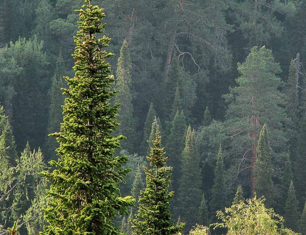 Ель высокая. Темнохвойная Пихтовая Тайга Сибирь. Пихта Сибирская Taiga. Пихтовый лес тайги. Кедрово-Пихтовая Тайга.