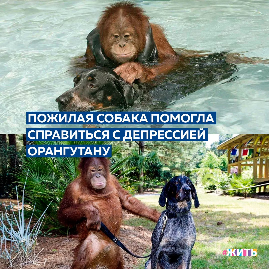 Удивительная история дружбы произошла в мире животных🤝 
После смерти родителей трехлетний орангутан впал в тяжелую депрессию, перестал есть и не поддавался даже лечению антидепрессантами. Ветеринары уже решили, что он умрет от тоски, но в один день смотрители зоопарка нашли в соседнем сквере старую и больную собаку, принесли ее в ветеринарный центр зоопарка. Именно в это время там находился орангутан😌

Так встретились «два одиночества» и теперь они неразлучны 24 часа в сутки. Много времени проводят в бассейне и в играх друг с другом. Правда орангутан немного боится воды и собака помогает другу плавать🤗

Это просто невероятная история! Поделитесь ею с друзьями🙌

#жить #проектжить #животные
