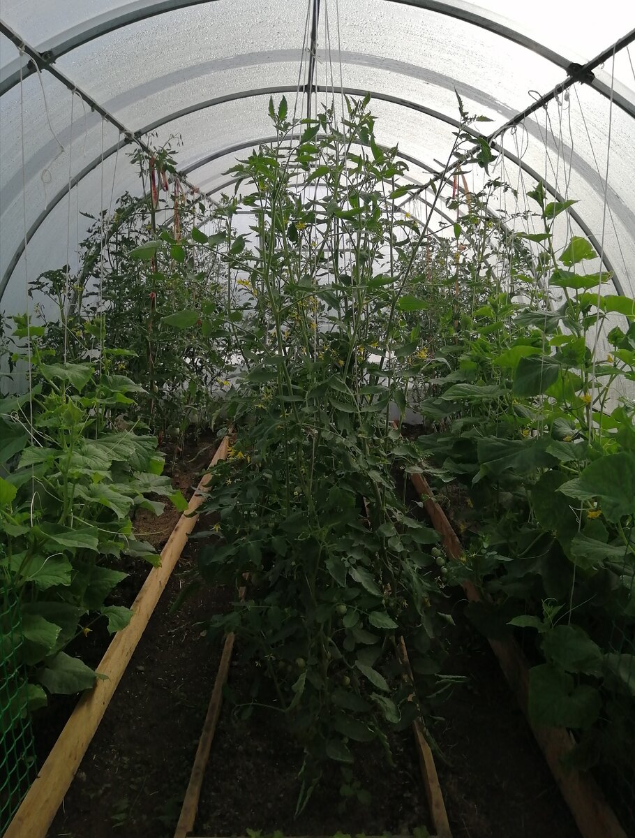 Фото автора. Посадки в нашей тепличке