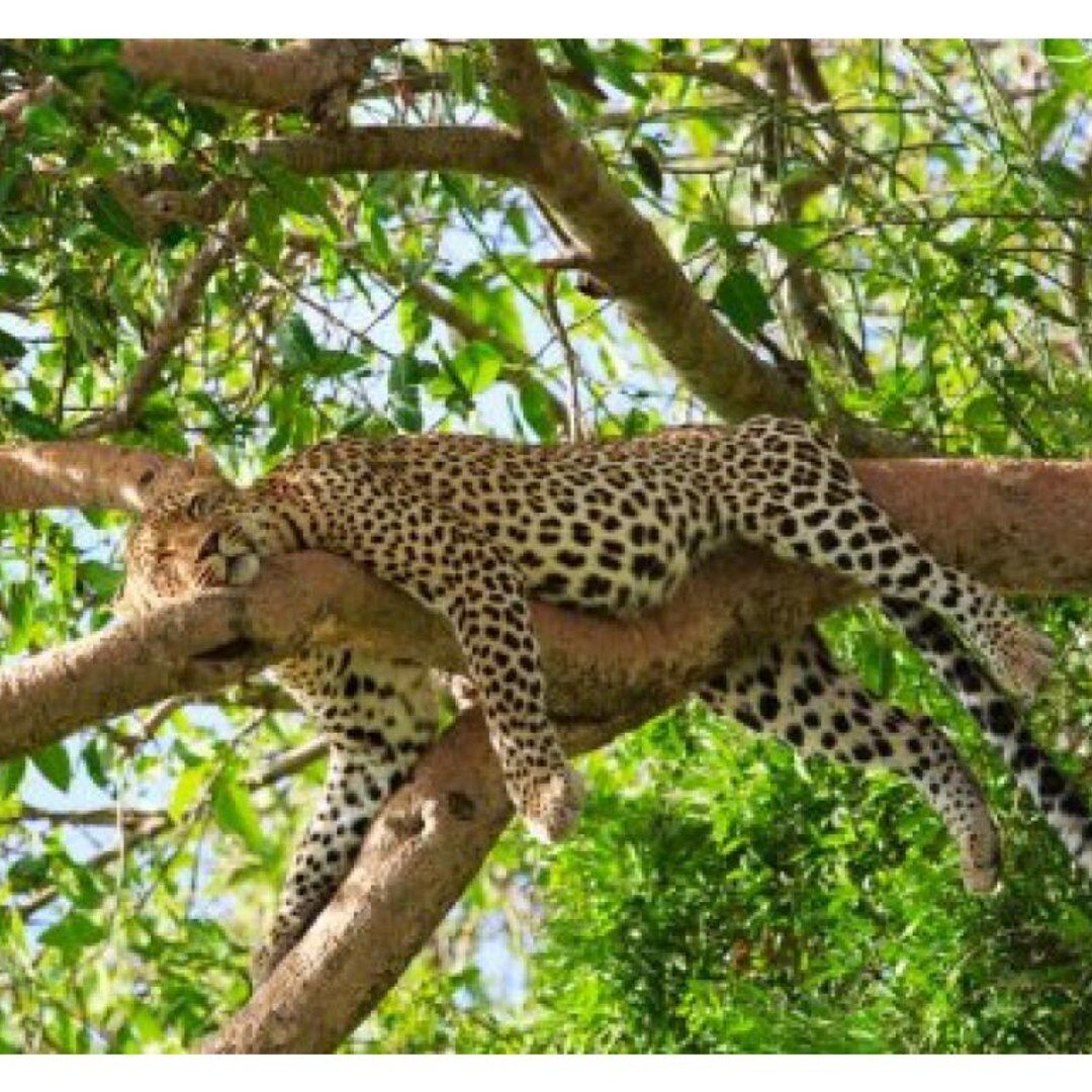 Сон и животные