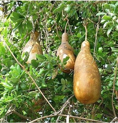 Спасибо за фото сайту https://pustunchik.ua/online-school/biology/botany/obmany-shlunok