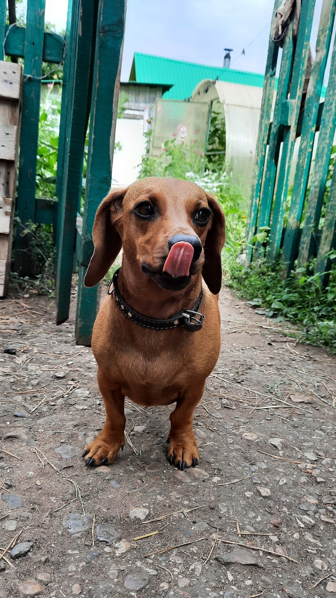 Соседский пёс Харди