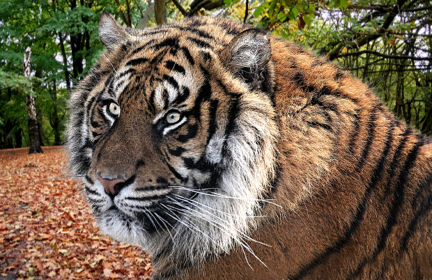 Туранский тигр фото