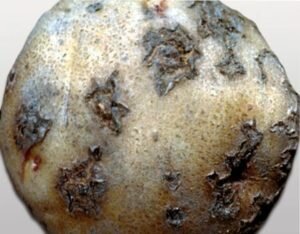 серебристая парша