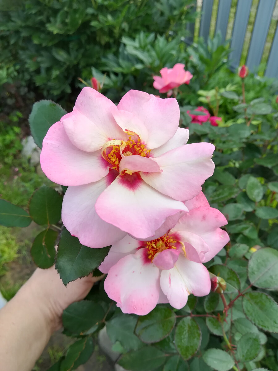 Alissar Princess of Phoenicia. Фото "Розы Сибири".