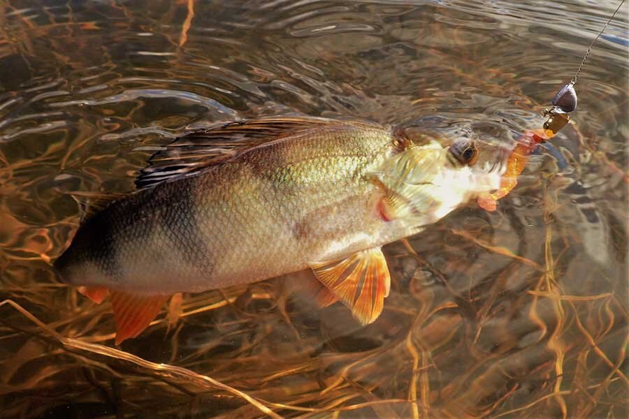 Фото с сайта: http://www.fishlovlya.ru