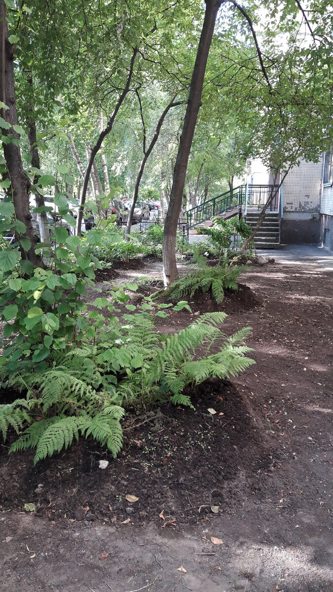 Вид "лесного сада"