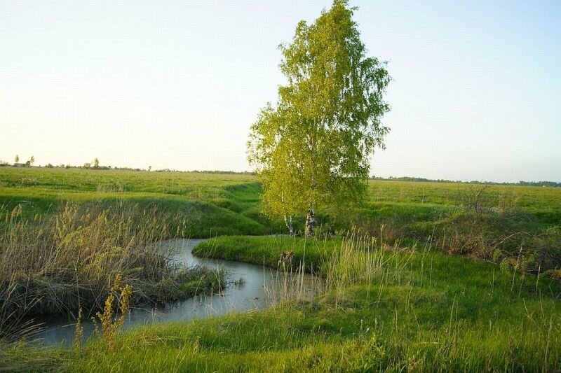 Открытое занятие «Люблю берёзку русскую»