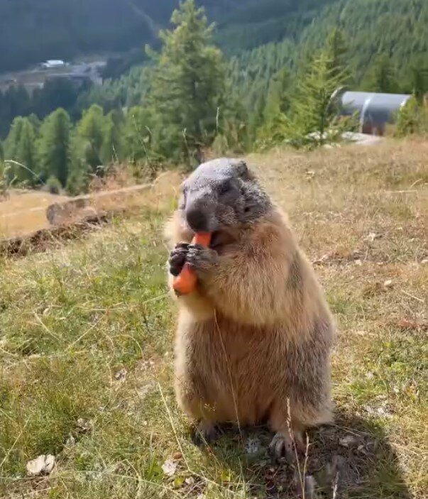 урвал свое лакомство