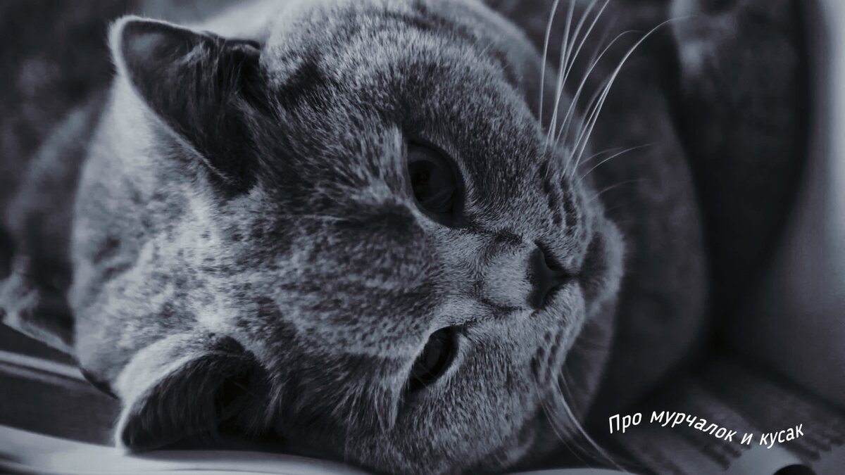 Британская короткошерстная кошка просто красавица