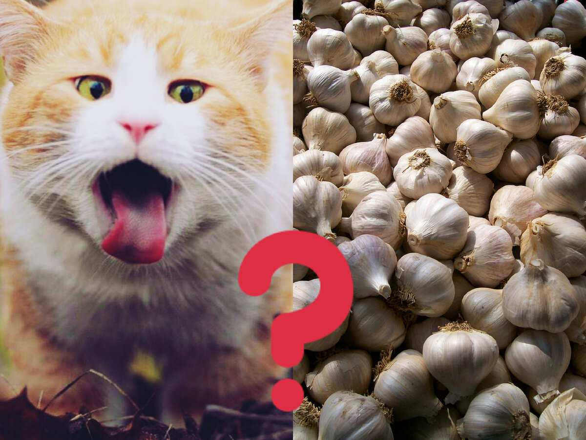 Зачем кошку кормят чесноком, если это вредно | Кошка.ru | Дзен