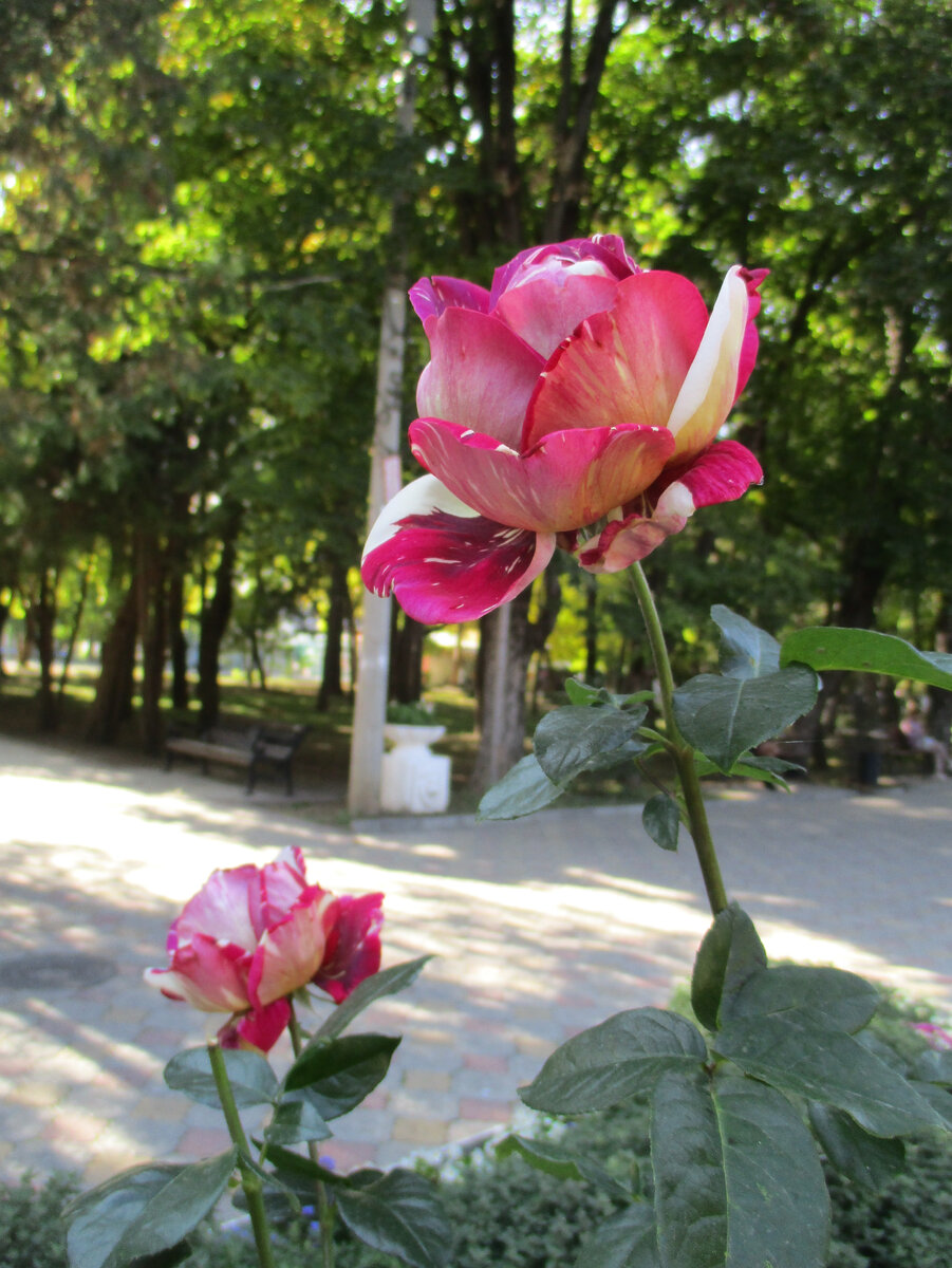 Роза Пинк Интуишн