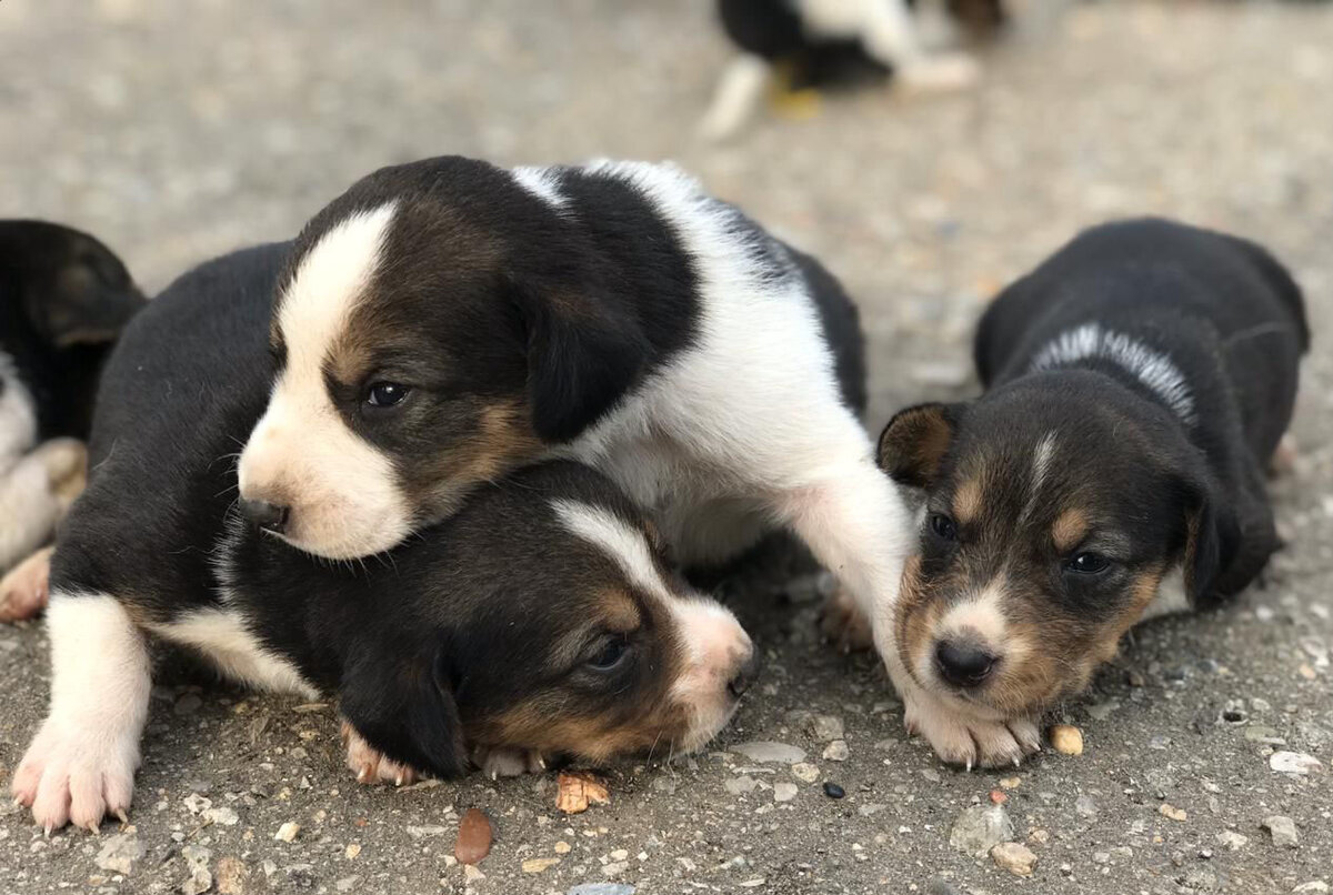 Щенки русской пегой гончей