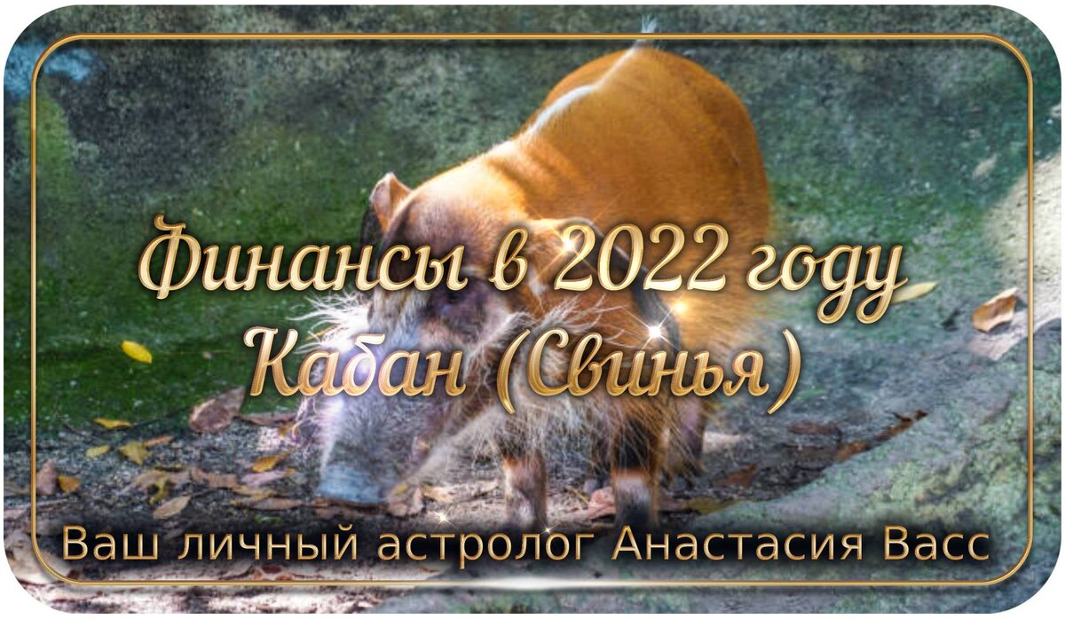 Китайский гороскоп на 2022 год Свиньи (Кабана) — годовой прогноз для Свиньи  (Кабана) | А. Васс | Дзен