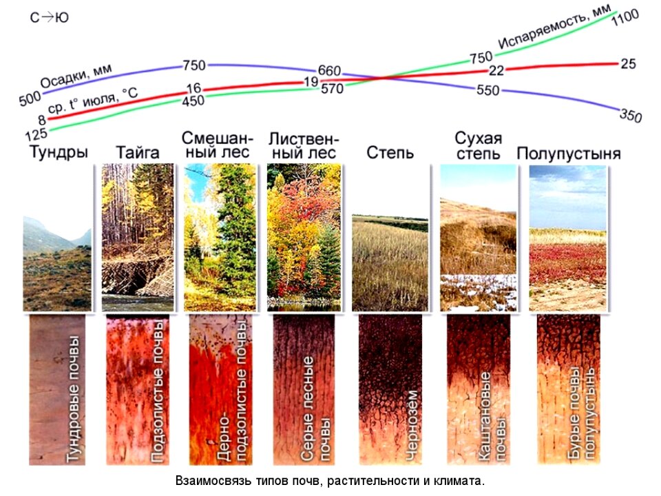 Типы почв 8 класс. Типы почв средней полосы России. Типы почв Европы. Типы почв в Новосибирской области.