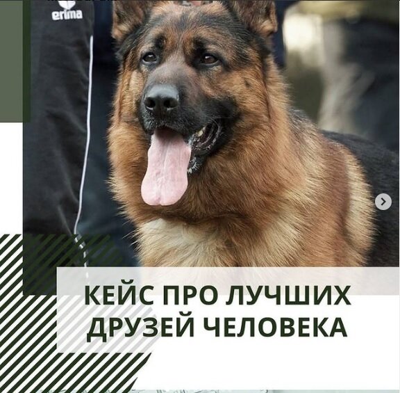 Кейс про лучших друзей человека