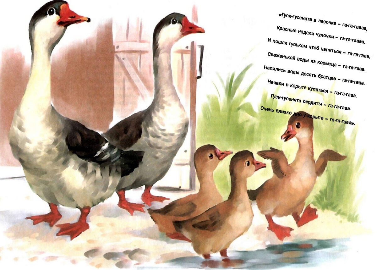 «Гуси-гусенята в лесочке – га-га-гаааа,

Красные надели чулочки – га-га-гаааа,

И пошли гуськом чтоб напиться – га-га-гааа,

Свеженькой воды из корытца – га-га-гааа.

Напились воды десять братцев – га-га-гааа.

Начали в корыте купаться – га-га-гааа.

 Гуси-гусенята сердиты – га-га-гааа.

Очень близко дно у корыта – га-га-гааа».