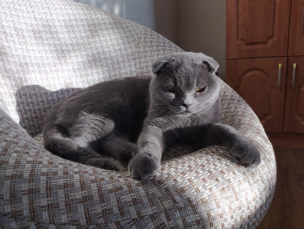 Кошка0