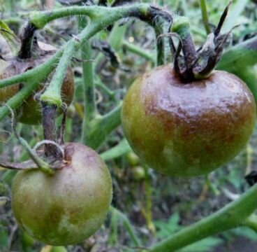 Фитофтора. Фото из интернета