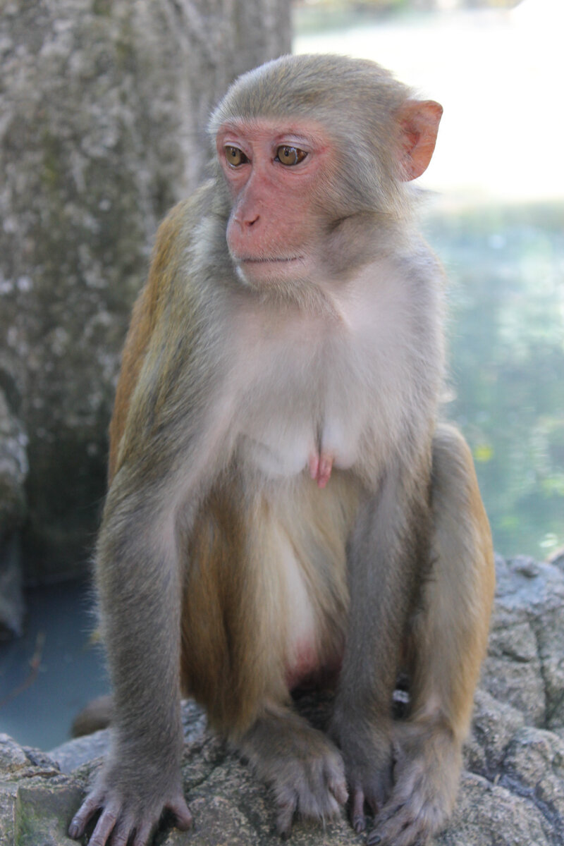 Дурукули трехполосый (Aotus trivirgatus)