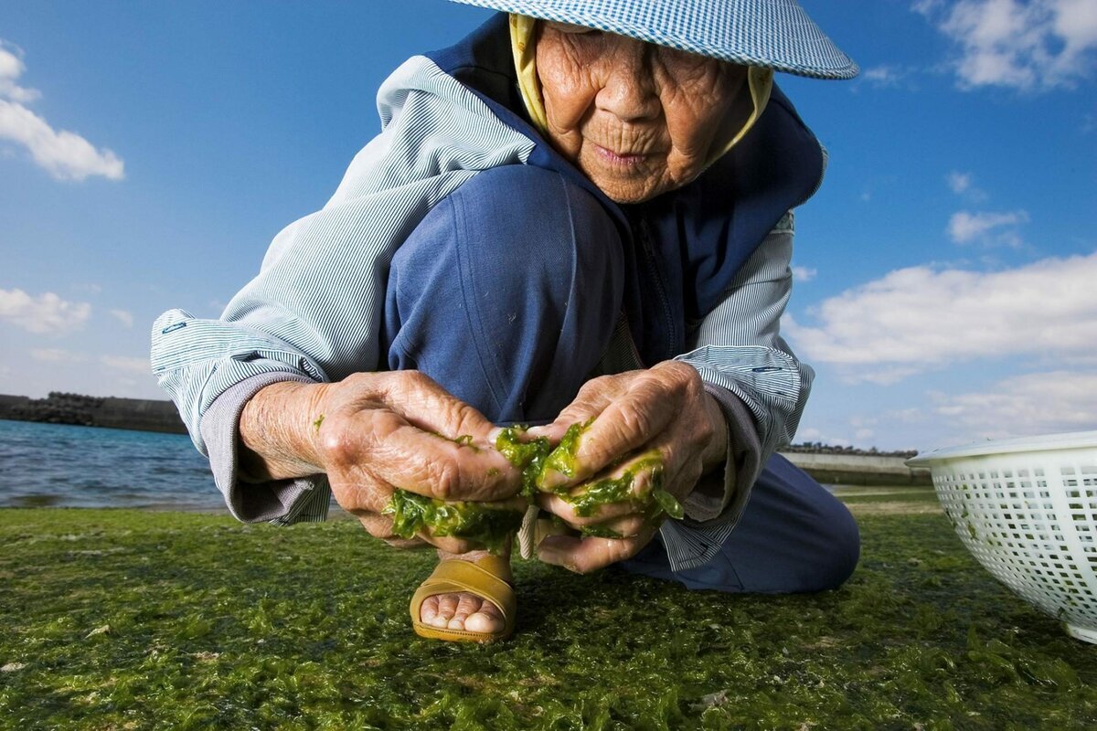 Чтобы долго жить нужно. Остров Окинава долгожители. Японский остров Окинава остров долгожителей. Долголетие японцы Окинава. Окинава Япония жители острова.