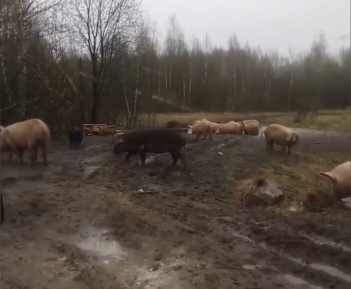 Некоторые свиноводы просто отпускают свиней на свободный выгул в летние месяцы, но я не рисковал