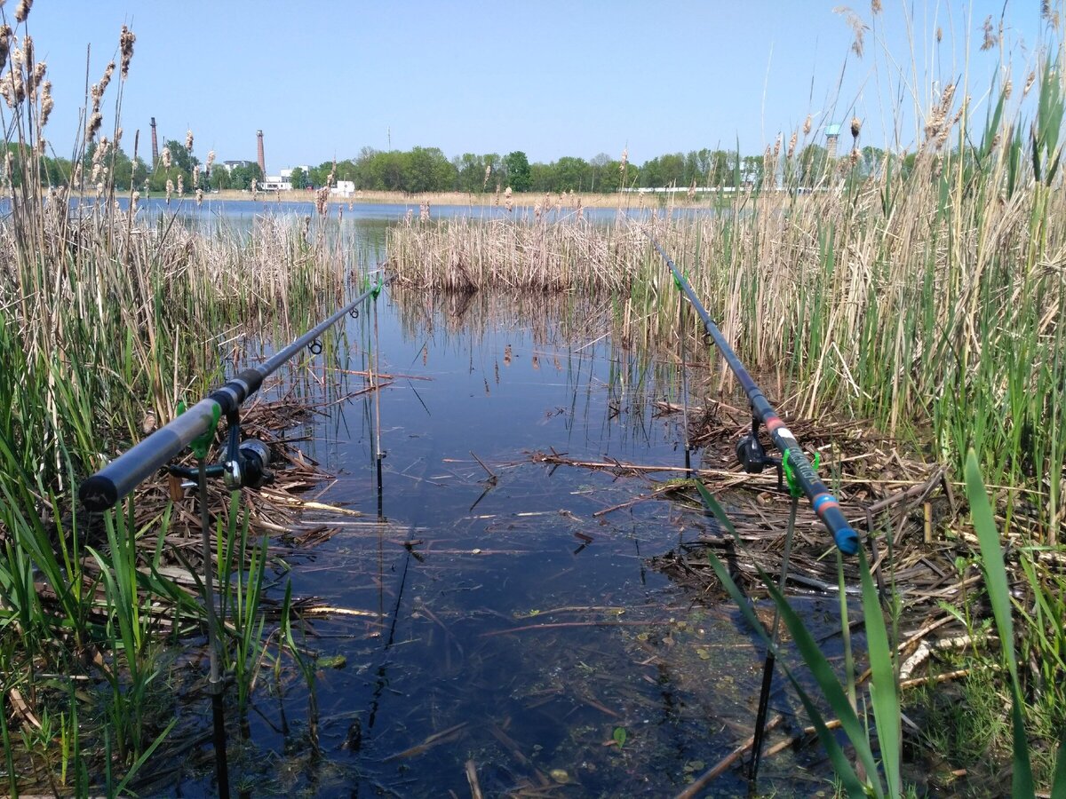 Брал у дальней стенки камыша, что усложняло вываживание.