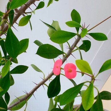 Работа О. Камаловой.