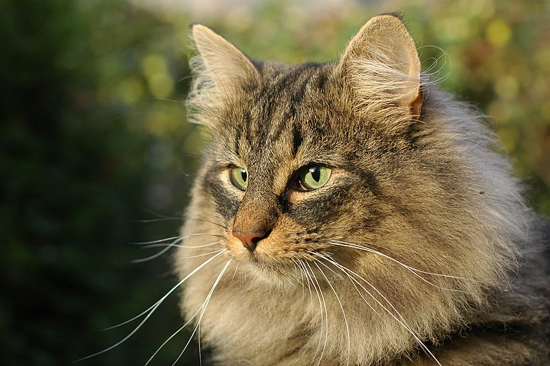 В скандинавских легендах упоминается дикая кошка, которая скрывается от посторонних глаз в труднопроходимых горных лесах.-2