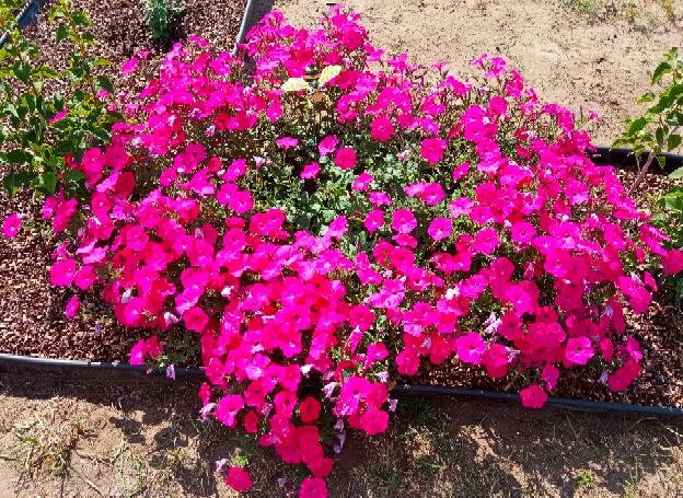 Петуния Tidal Wave Hot Pink (на фото куст, выращенный из одного черенка, диаметр 1,5 м.)