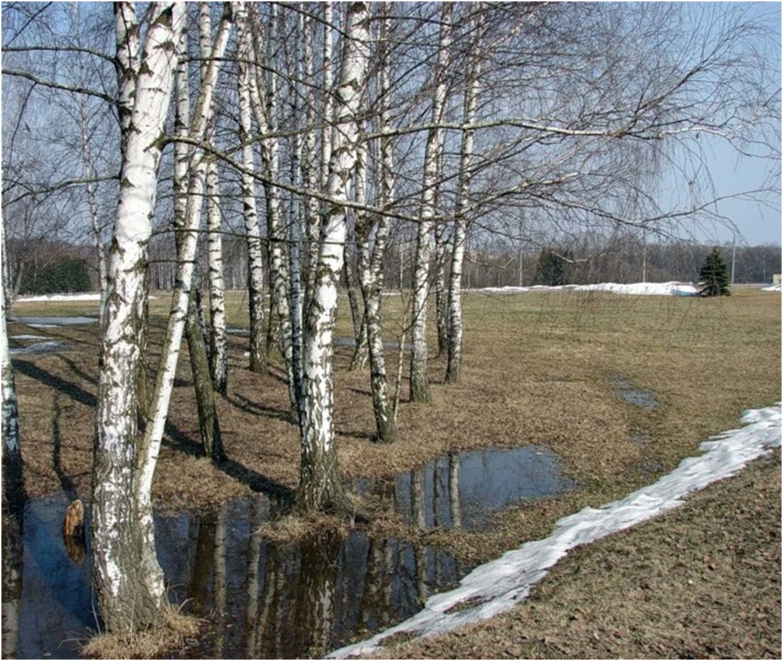 Апрель в средней полосе. Весенний лес. Береза весной.