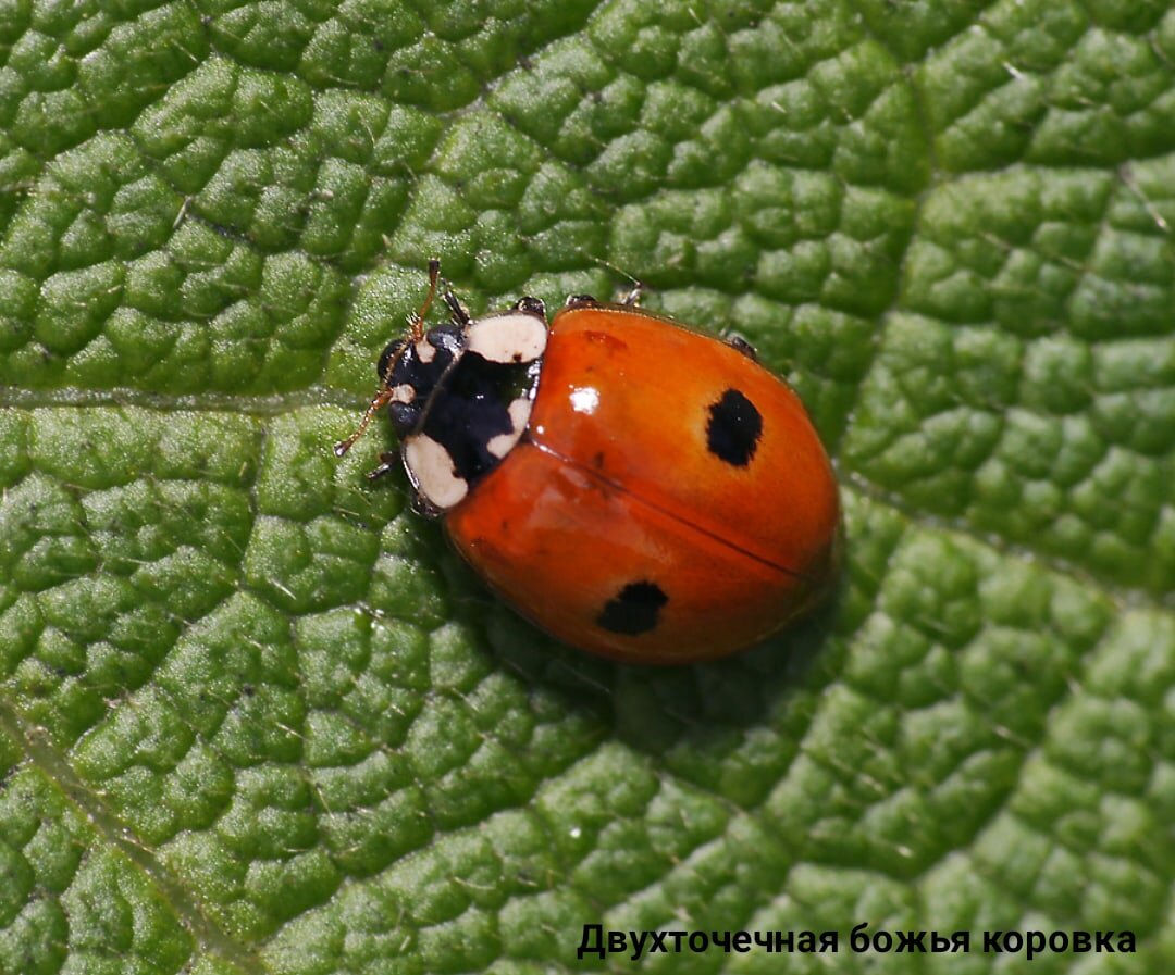 Божья коровка температура. Божьей коровки Adalia bipunctata. Коровка двухточечная (Adalia bipunctata). Божья коровка двухточечная черная. Коровка 2-точечная (Adalia bipunctata l.)..