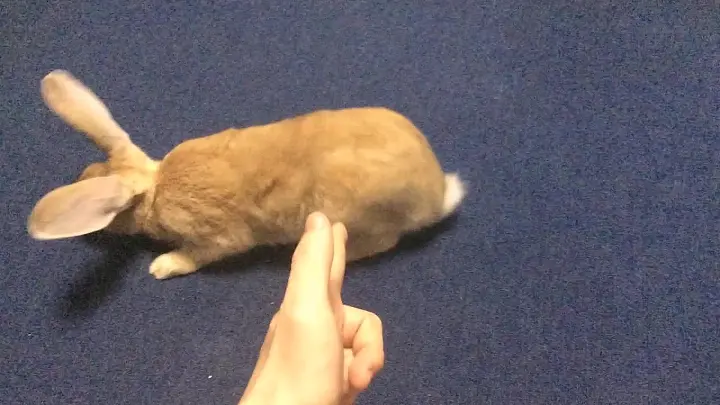 This rabbit