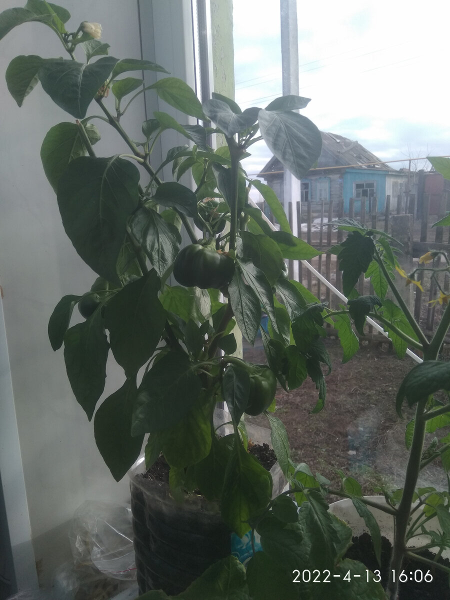 Тот что был лыс полностью.