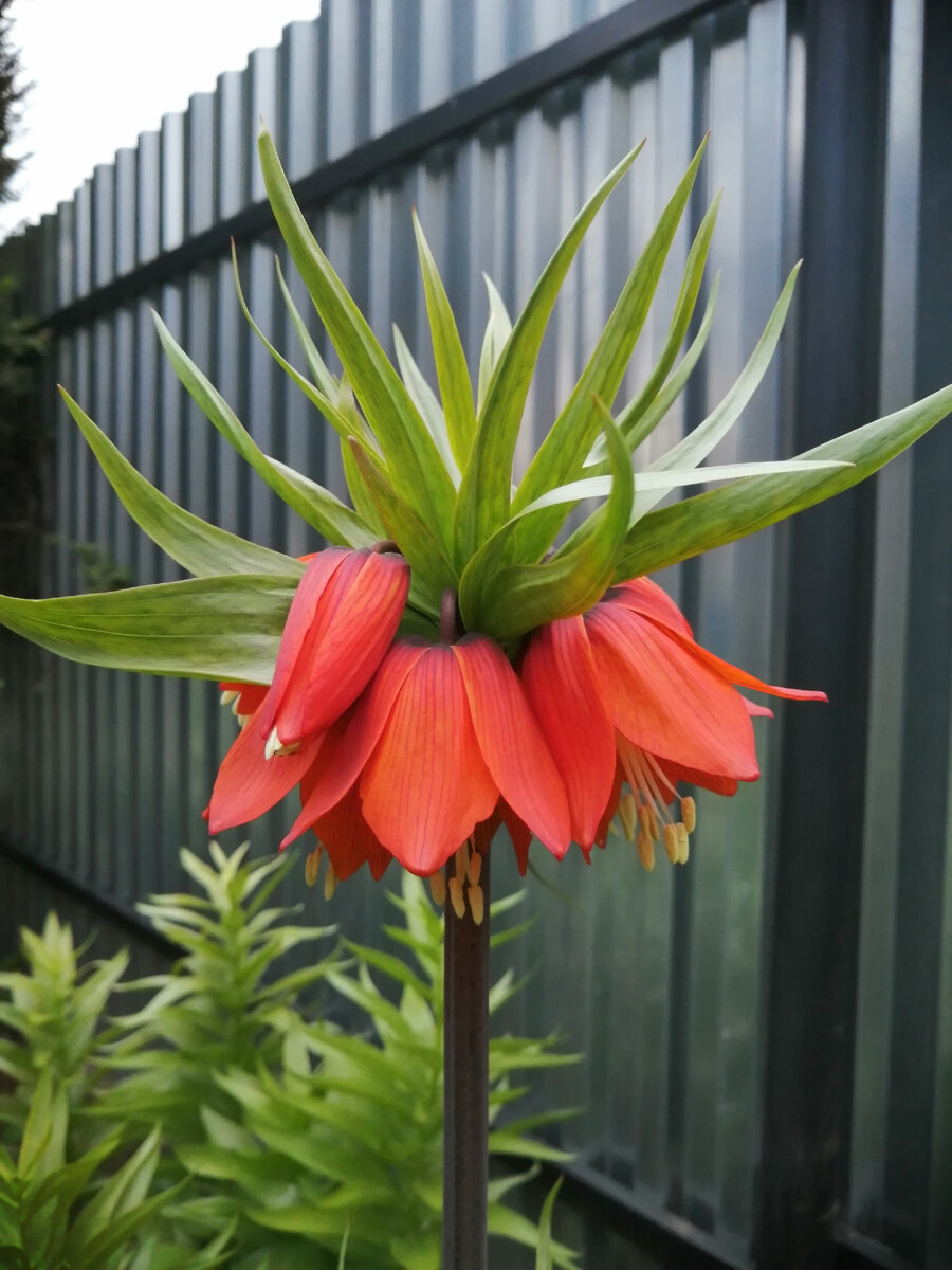 Рябчик императорский