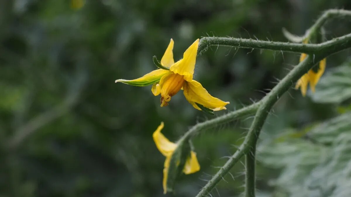 Пасынкование важно для роста и развития плодов томатов. Фото: pxfuel.com 