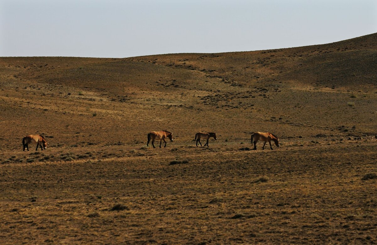     Джунгарская котловина / Gettyimages.ru / China Photos