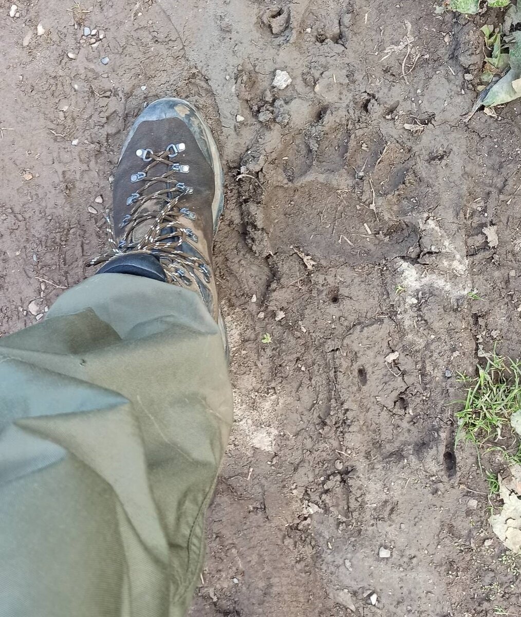 Потапыч на связи