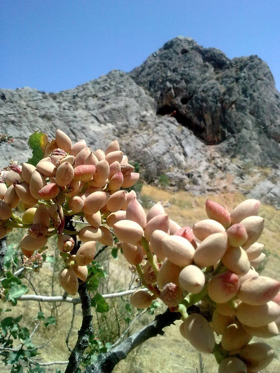 Zaqqum daraxti