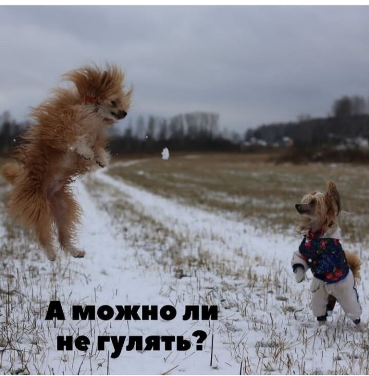 Китайские хохлатые из питомника Альфа лаваль. Владелец Татьяна Туктамышева