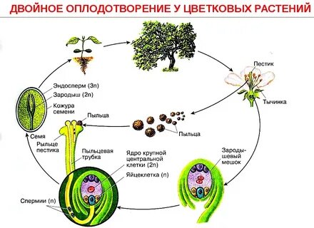 Семенные растения - Умскул Учебник