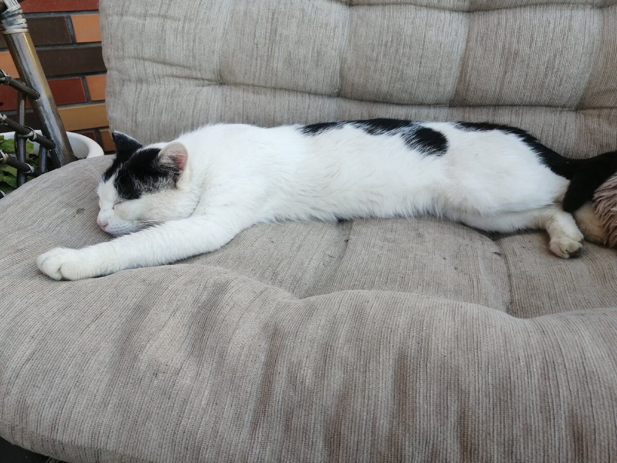 коты по весне редко бывают дома, фото автора