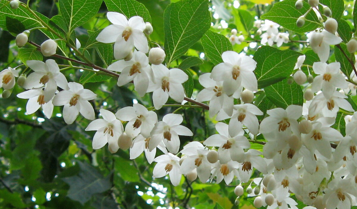 Цветение стиракса.
Источник фото: https://na-dache.pro/uploads/posts/2021-05/1621085472_5-p-stiraks-foto-5.jpg