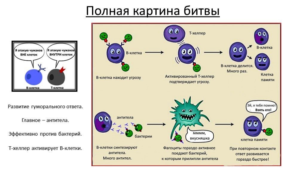 Выберите три примера иммунного ответа