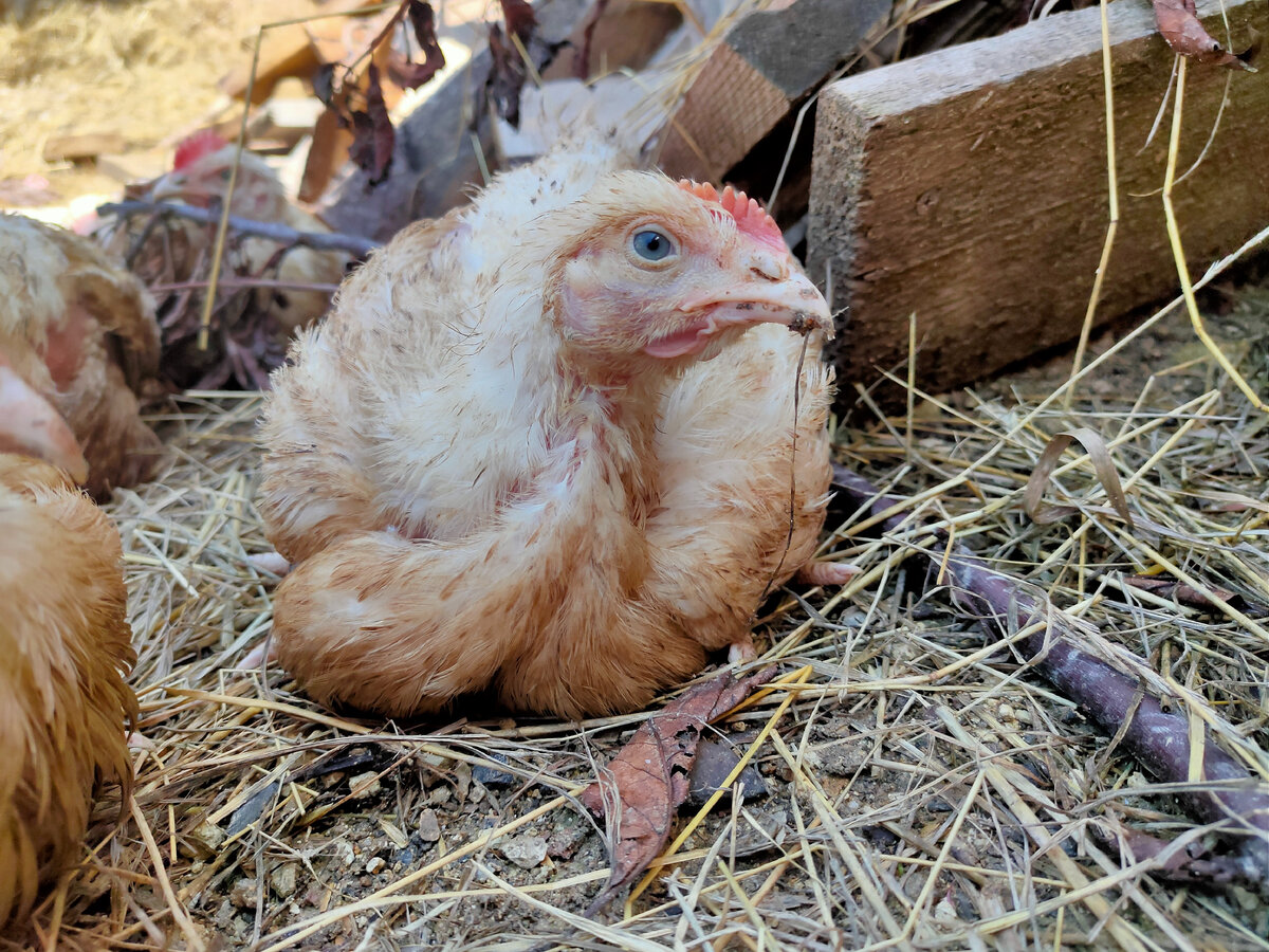 Птички на прогулке