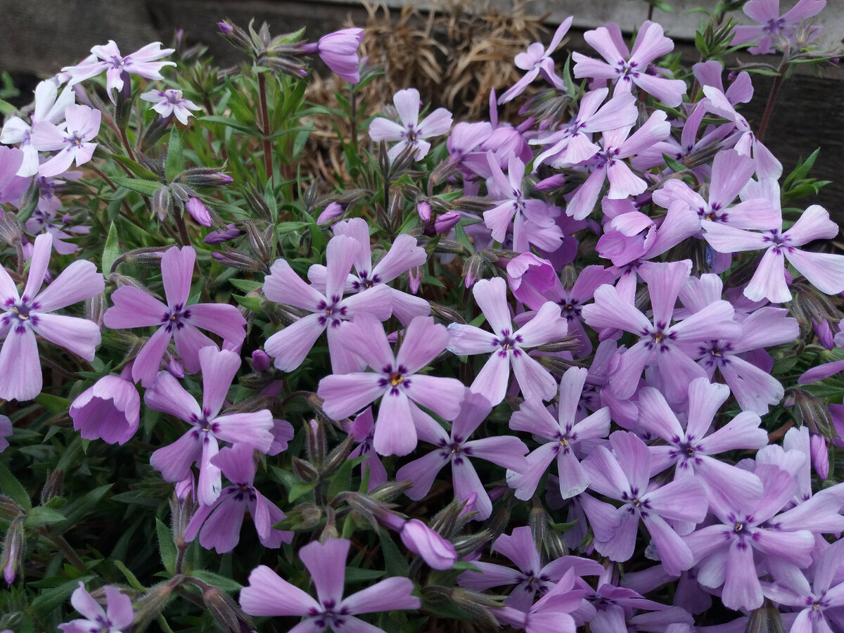 Флокс шиловидный раскрывает каждый цветок на непродолжительное время, но благодаря  их огромному количеству, цветение представляет собой настоящее шоу.