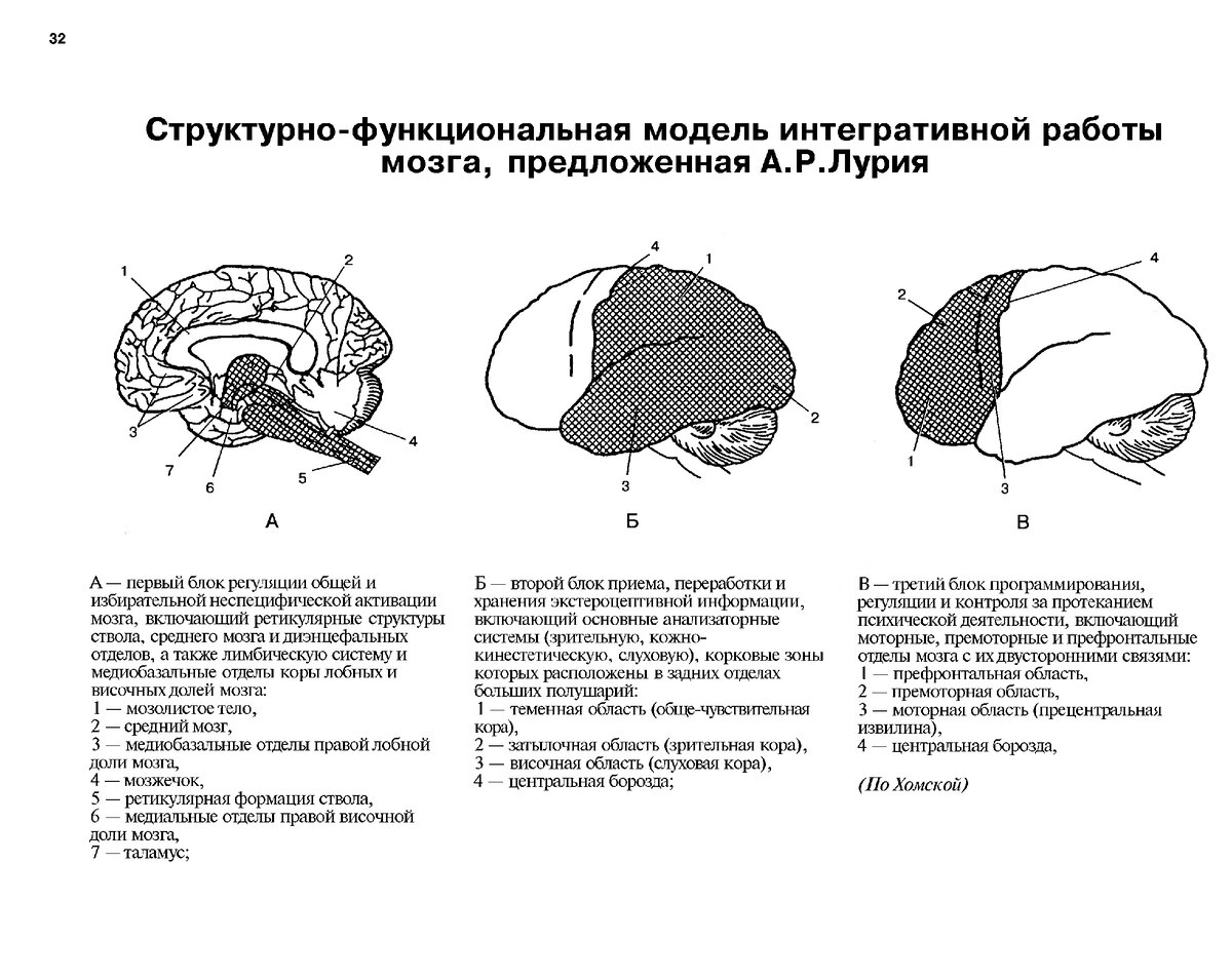 Структурно-функциональная модель мозга по а.р Лурии