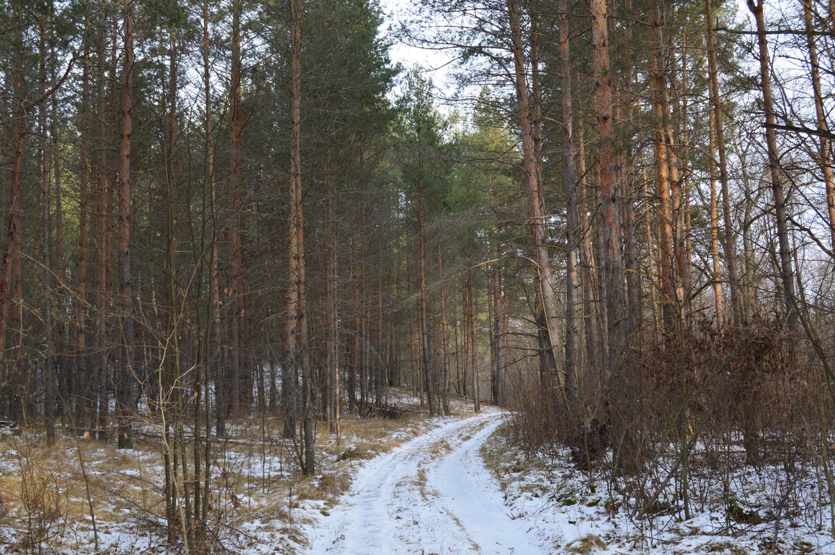 Оставим свои следы на первом снегу. Фото автора